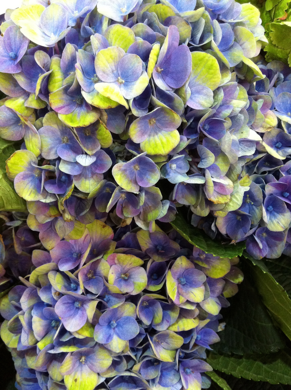 Hydrangea Macrophylla Everlasting Amethyst Emerisa Gardens